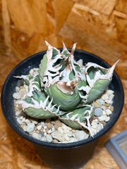 包心龍 lize血統 子株つき - メルカリ