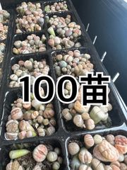 100苗セット♡リトープス
