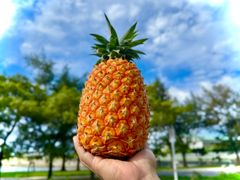 沖縄県産　ゴールドバレル　1.5キロ　1玉
