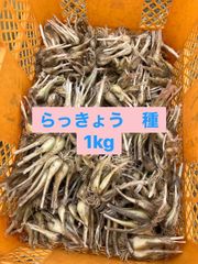 らっきょう　種　1kg