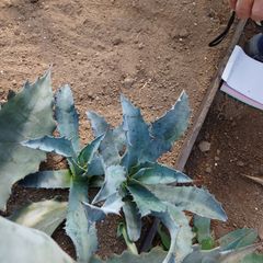 アガベ　アメリカーナ　ファンキートゥース(２株のうち向かって右側）　30㎝　子株　AGAVE