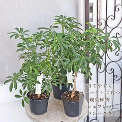 2025年最新】シェフレラの人気アイテム - メルカリ