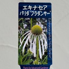 【宿根草】原種系エキナセア・パリダ ‘フラダンサー’　3.5号ラベル苗
