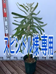 2025年最新】バンクシア 鉢の人気アイテム - メルカリ