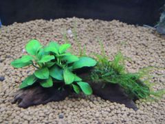 313．流木付き水草 アヌビアスナナプチ 南米ウィローモス
