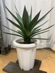 現品】アガベアメリカーナ中斑、メディオピクタアルバ 華厳(ケゴン）8