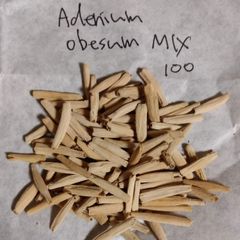 アデニウム・オベスムMIX 種子100粒 Adenium obesum