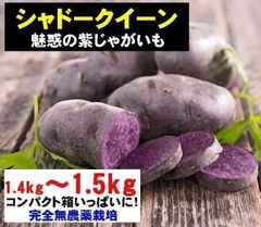 新じゃがいも シャドークイーン 約1.5kg 完全無農薬栽培 春じゃがいも
