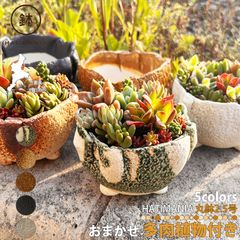 多肉植物おまかせ寄せ植え HATIMANIA 2.5号丸型 2033 盆栽鉢 鉢づくし 萬古焼 エケベリア セダム 鉢マニア 観葉直物 国産 日本製 母の日 父の日 プレゼント ミニ盆栽 Sサイズ サボテン 三重県 四日市市 区分60Y HA-002