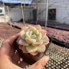 10 ドワーフ サイカス カイルンシアナ/オーストラリア産/赤肌/葉性最高 ドワーフ サイカス カイルンシアナ/オーストラリア産/赤肌/葉性