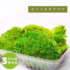 【高原の苔】ホソバオキナゴケ シラガゴケ ヤマゴケ 苔テラリウム 苔 パック 明るい日陰向き オープンからクローズ 密閉容器向け M(１０ｃｍ×１７ｃｍ)外寸