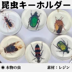 2024年最新】昆虫樹脂標本の人気アイテム - メルカリ