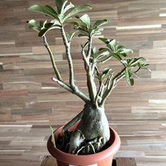 【契約農家直送商品】【現品２】 塊根植物 アデニウム オペスム 5号鉢 多肉植物 コーデックス 砂漠のバラ お洒落 可愛い カッコイイ インテリア 室内 花 苗 希少