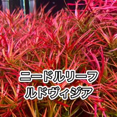 ニードルリーフルドヴィジア　5本