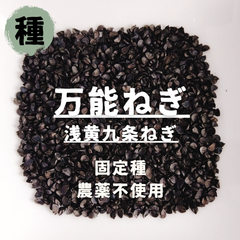 【種】万能ねぎ　浅黄九条ねぎ　農薬不使用　100粒