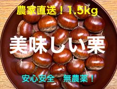 農家直送　安心安全無農薬！生栗1.5k！静岡県産！富士山の水で育った栗！