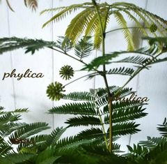 現品】フィカス・ベンガレンシス曲がり ゴムの木 樹形綺麗◎ 幹太◎ 高