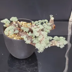 2025年最新】モンソニア ムルチフィダの人気アイテム - メルカリ