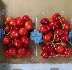 6月下旬より発送　山形県産　さくらんぼ　紅秀峰　約400g