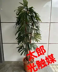 シュロチク　※要掘り出し、引き取り限定！ シュロチク※要掘り出し、引き取り限定！