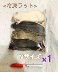 2025年最新】冷凍 ラットの人気アイテム - メルカリ