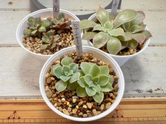 多肉植物　ケーレス実生小苗　3種7苗！おまけ1苗つき！③