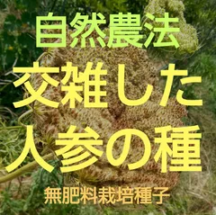 自然農法　交雑した人参の種500粒以上