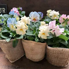 2025年最新】パンジーシエルブリエの人気アイテム - メルカリ