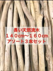 【送料無料】南信州産 天然流木 まがり屋流木 枝流木 【長い流木】（１４０cm以上１６０cm未満） アソート【３本セット】まとめ売り セット販売淡水流木 川流木 流木格安販売 流木卸売