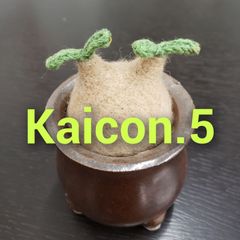 アデニア プセウドグロボーサ（現地球・発根株・鉢植え）【塊根植物