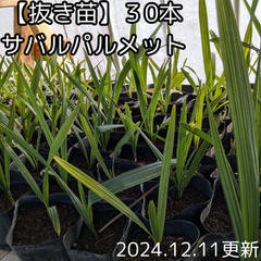 ☆40％オフセール中☆【抜き苗】サバル　パルメット　sabal palmetto 30本　2024年１２月１１日更新