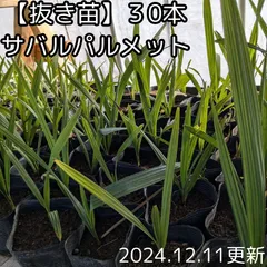 サバルヤシ　サバルパルメット５０本 Amazon｜【観葉植物／種子】Sabal Palmettoパルメットヤシ