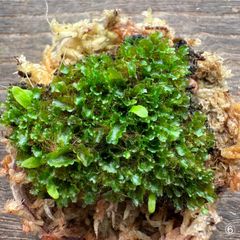 【速達】P.willinckii 月光爪哇 前葉体 胞子体 ⑥