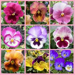 パンジーMIX　種100粒　花の種