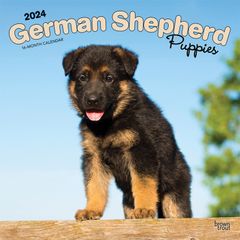 【輸入版】2024年 子犬のジャーマン・シェパード カレンダー / ブラウントラウト (German Shepherd Puppies)