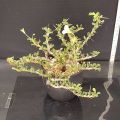 J640【自社養生株】サルコカウロン　バンデリエティアエ（現地球・発根株・鉢植え）【塊根植物】
