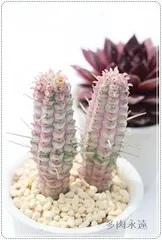 白樺キリン ユーフォルビア 2号ポット トウダイクサ科 多肉植物 根付苗 多肉永遠