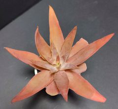 hmk様専用です。エケベリア 原種 ノヴォガリシアナ novogaliciana. Villa Hidalgo その6  ケーレス実生苗　傷みがあります。