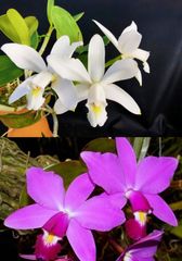 ★洋蘭★原種★カトレア★C. violacea x sib (alba x 'Muse')★ビオラセア★着生蘭★山野草★ブラジルの高温性カトレア★海外実生★5-4