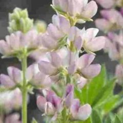 【花の種】ルピナス　ピンクフェアリー　２０粒　ソフトピンクからローズに変化