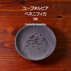 ユーフォルビア・ベネニフィカ 種子 5粒 塊根植物 コーデックス 多肉植物 観葉植物 ユーフォルビアベネニフィカ Euphorbia venenifica