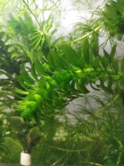 スナゴケ大容量・60×30cmサイズ・お庭・盆栽・植え木周り