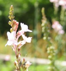 リナリア　ピンク　種50粒　花の種