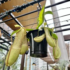 【現品】⑥ ウツボカズラ ネペンテス ルイーザ 食虫植物 5号 ハンギング 吊り鉢 ②