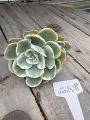 レモンローズ錦　エケベリア　トロピカルガーデン　多肉植物