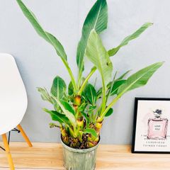 ［現品］チュウキンレン　９号　観葉植物　大型　屋外　室内　チャイニーズイエローバナナ　地植え
