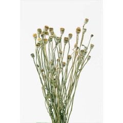 Item thumbnail for item 8e0dbe39-eb4f-48a7-b5f7-cbb35fd3a2eb