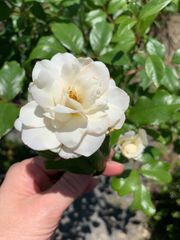 アイスバーグ白薔薇 挿し穂 3ほんセット