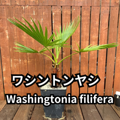 【鉢ごと発送】ワシントンヤシ　ワシントニアフィリフェラ　Washingtonia filifera　2024-6-10-wf1