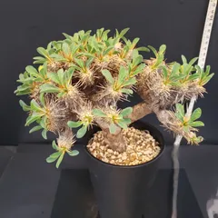 ギラウミニアナ　現地球　低重心　良型　メルカリ便 ギラウミニアナ 現地球 低重心 良型 メルカリ便